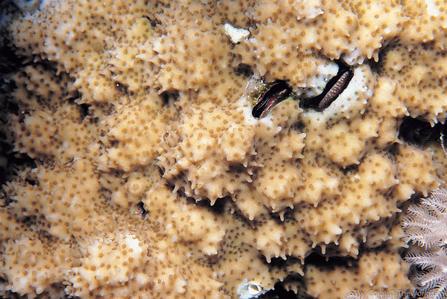 CotW: Montipora stilosa