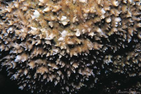 CotW: Montipora stilosa