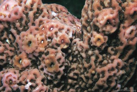 CotW preview: Montipora taiwanensis