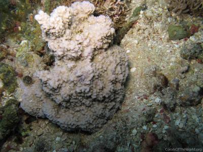 CotW preview: Montipora taiwanensis