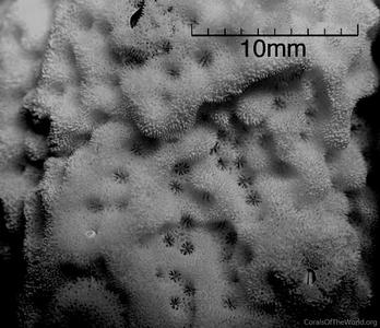 CotW: Montipora taiwanensis