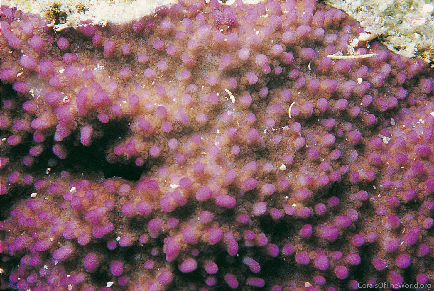 Montipora tuberculosa