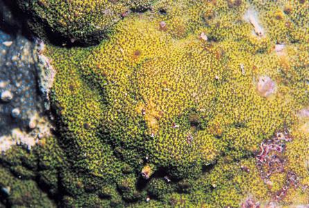 CotW preview: Montipora tuberculosa