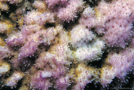 CotW: Montipora tuberculosa