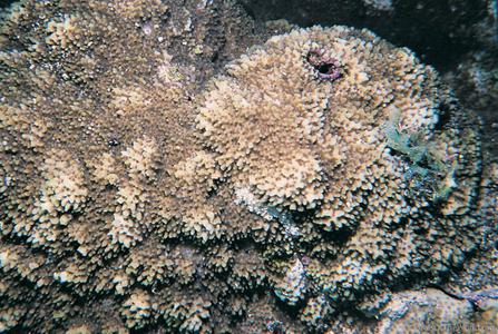 CotW: Montipora tuberculosa