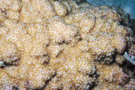 CotW preview: Montipora turgescens