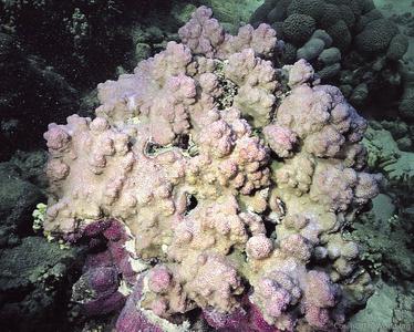 CotW preview: Montipora turgescens