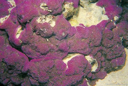 CotW: Montipora turgescens