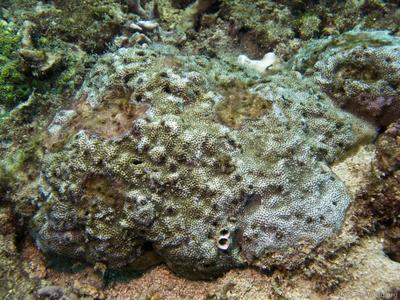 CotW: Montipora turgescens