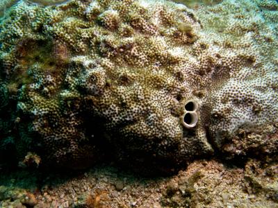 CotW: Montipora turgescens