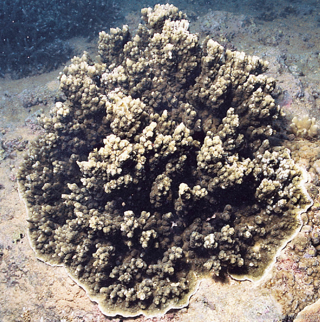 Montipora turtlensis