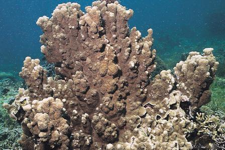 CotW: Montipora turtlensis