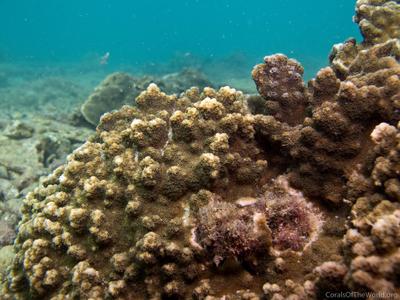 CotW: Montipora turtlensis