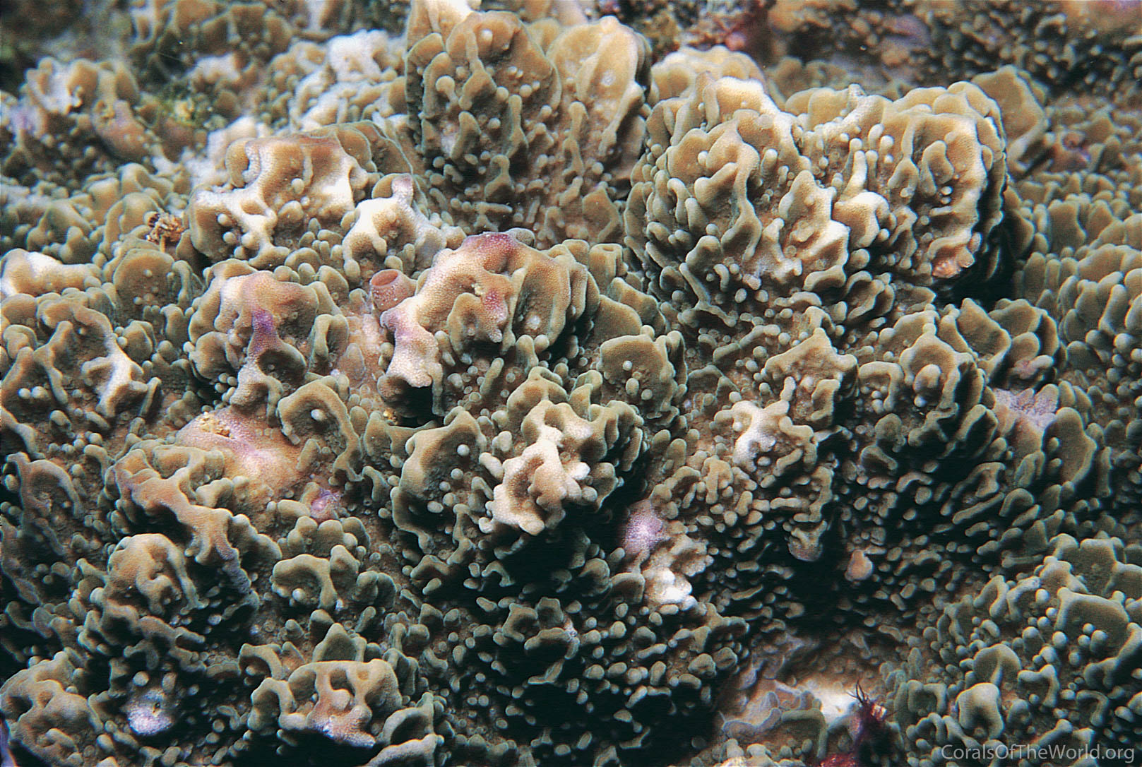 Montipora undata