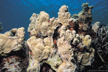CotW preview: Montipora undata