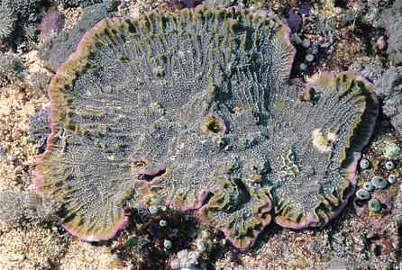 CotW: Montipora undata