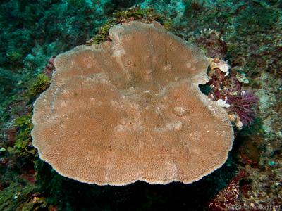 CotW: Montipora undata