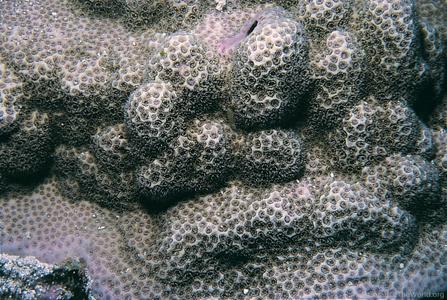 CotW: Montipora venosa