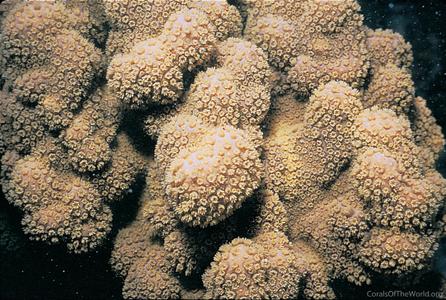 CotW: Montipora venosa