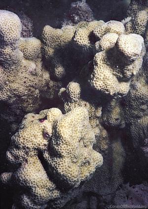 CotW: Montipora venosa