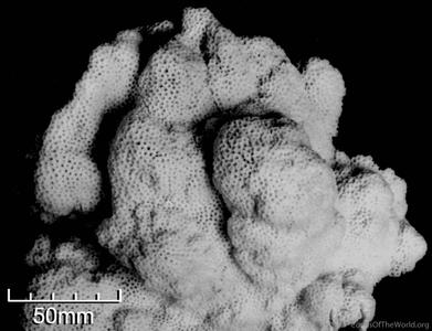 CotW: Montipora venosa