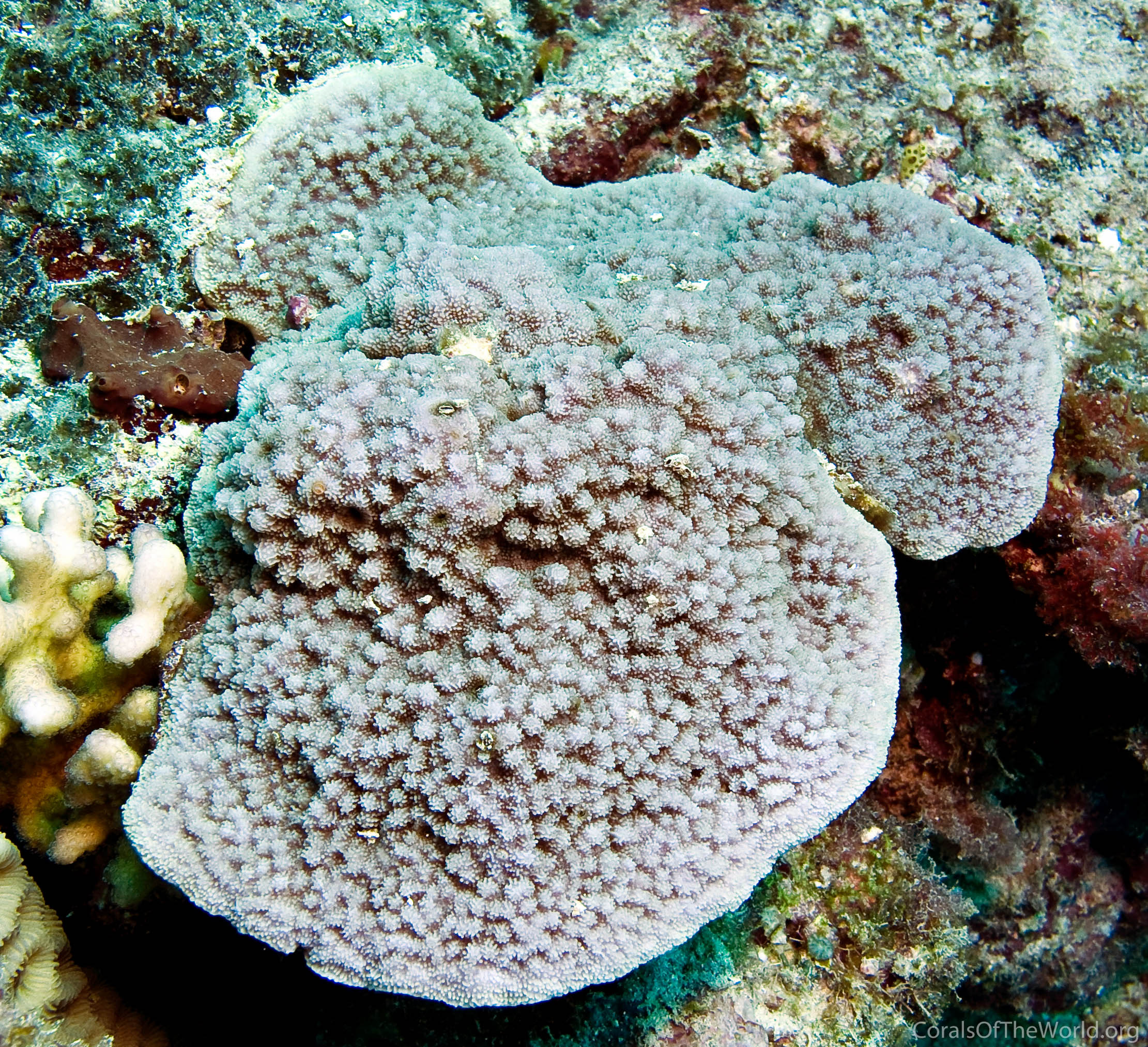 Montipora verrilli