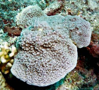 CotW: Montipora verrilli