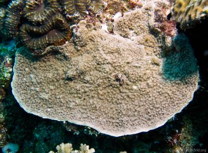 CotW: Montipora verrilli