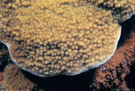 CotW: Montipora verrilli