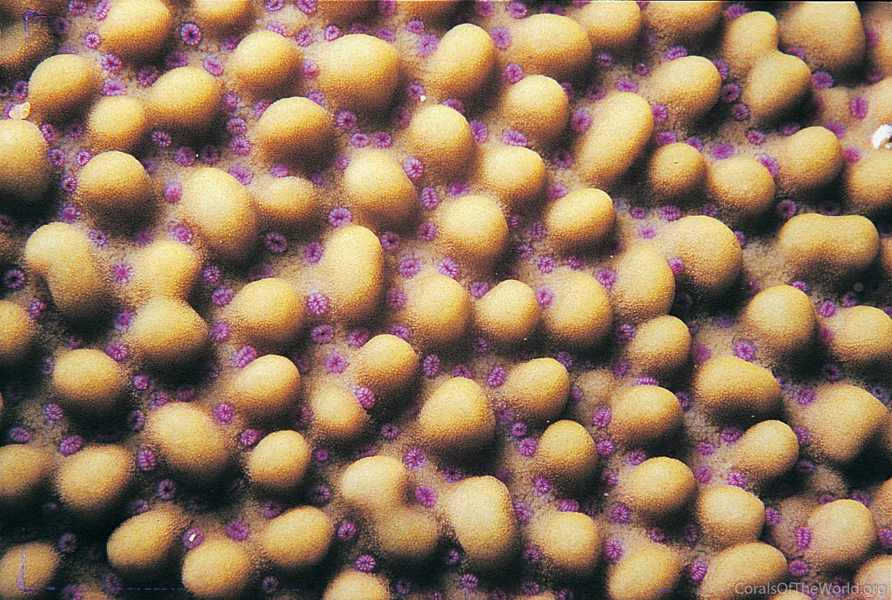 Image from Corals of the World: Montipora verrucosa