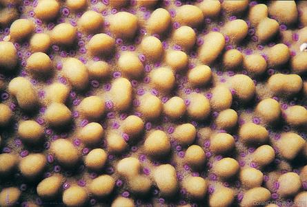 CotW: Montipora verrucosa