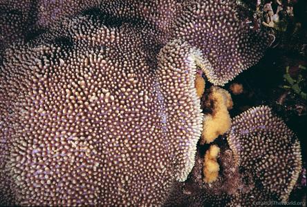 CotW: Montipora verrucosa