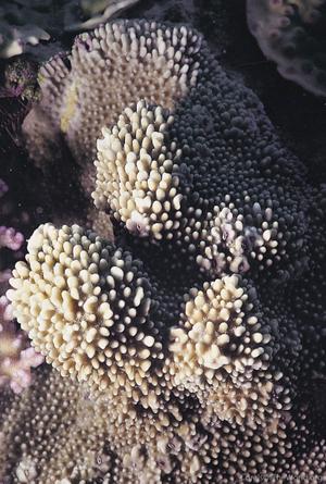 CotW: Montipora verrucosa