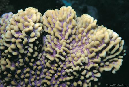 CotW: Montipora verrucosa