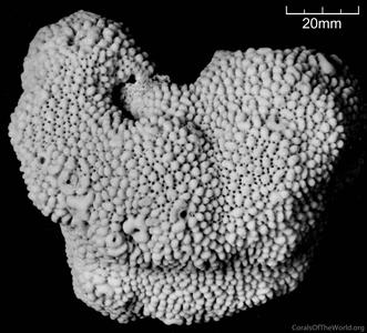 CotW: Montipora verrucosa