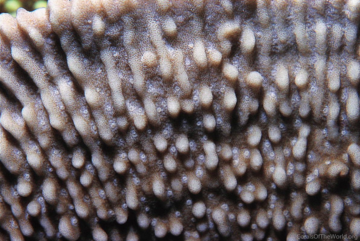 Montipora verruculosus