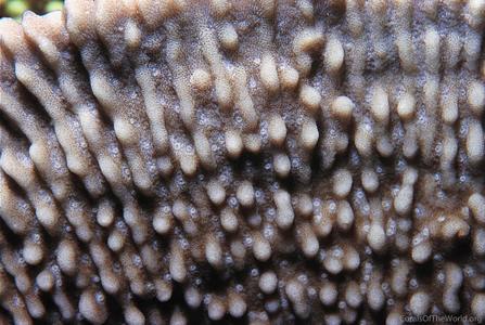 CotW: Montipora verruculosus
