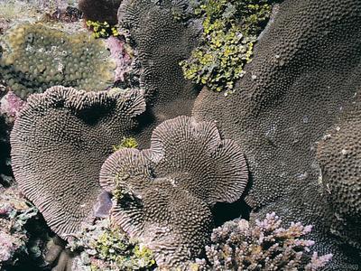 CotW: Montipora verruculosus