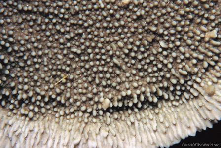 CotW: Montipora verruculosus