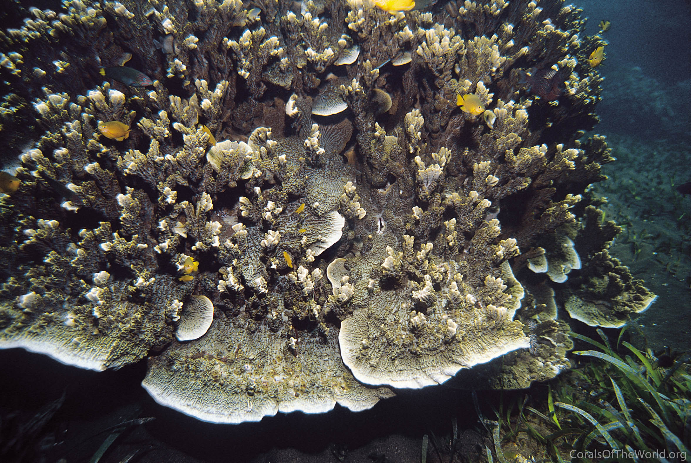 Image from Corals of the World: Montipora vietnamensis