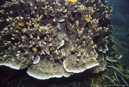 CotW: Montipora vietnamensis