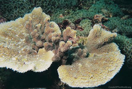 CotW: Montipora vietnamensis