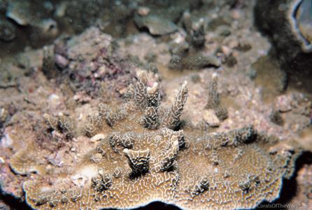 CotW: Montipora vietnamensis