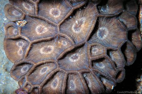 CotW preview: Moseleya latistellata