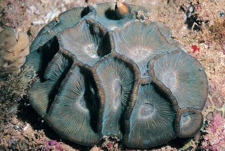 CotW preview: Moseleya latistellata