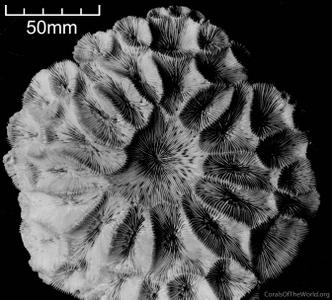 CotW: Moseleya latistellata