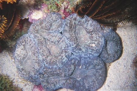 CotW: Mussa angulosa