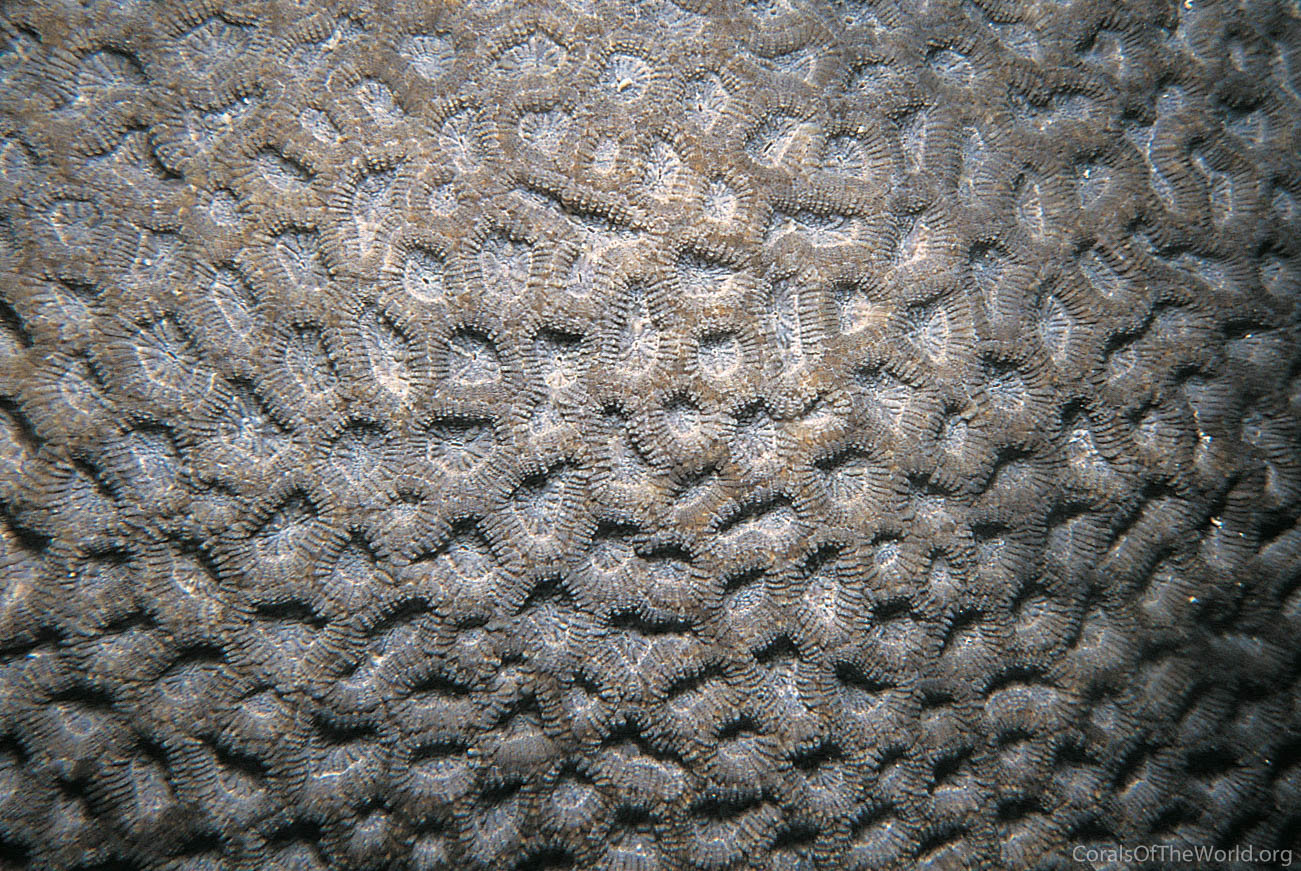 Mussismilia braziliensis
