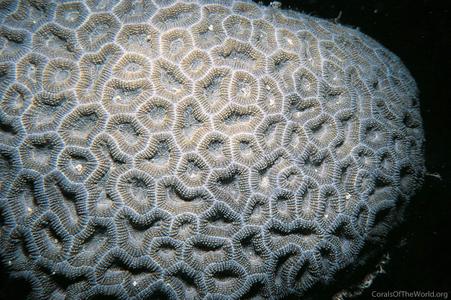 CotW: Mussismilia braziliensis