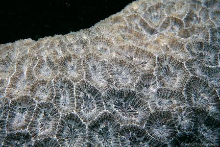 CotW: Mussismilia braziliensis